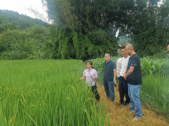 田东；愎2个垦造水田项目通事后期管护莳植验收